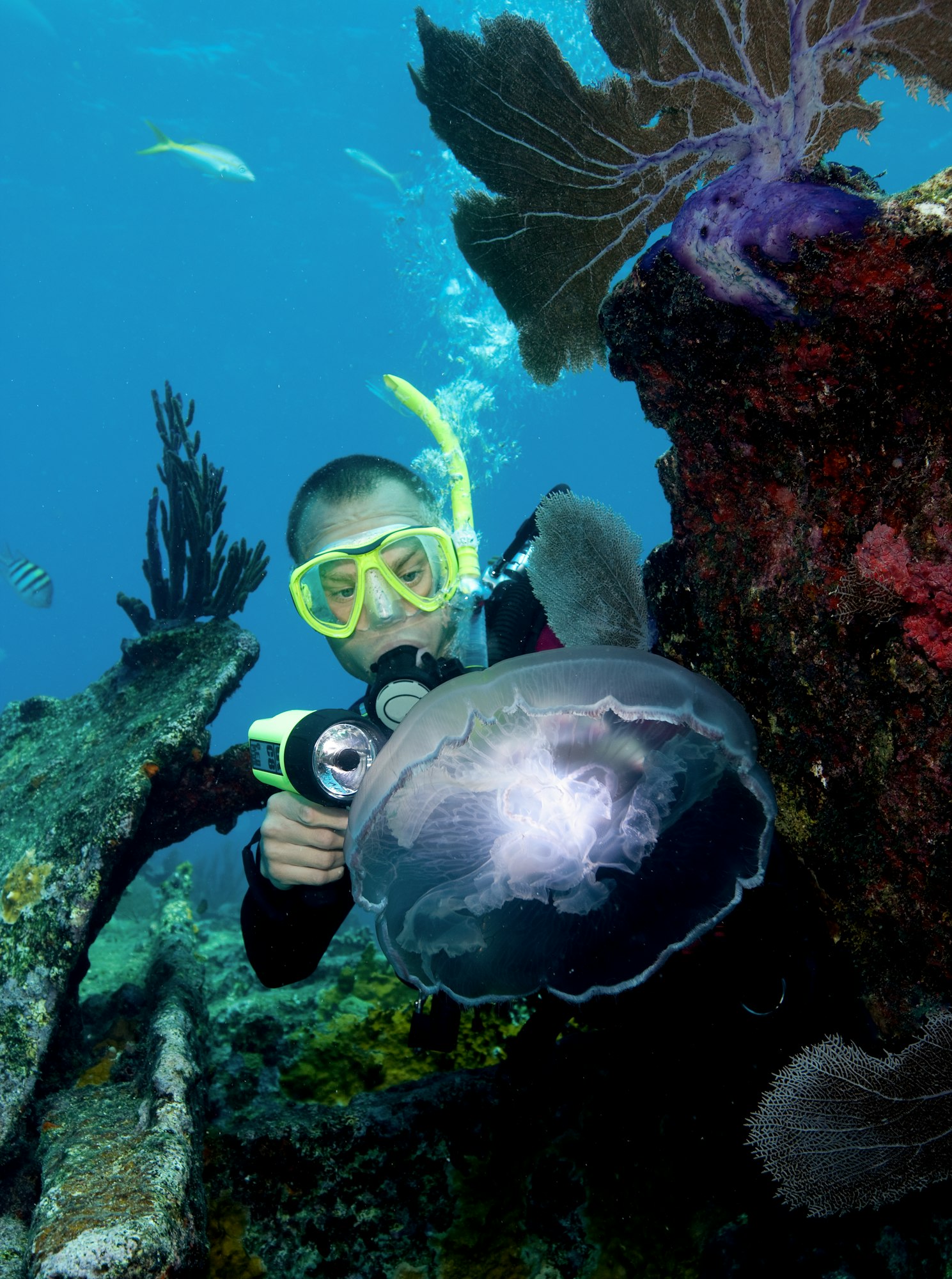 Scuba diver and Moon Jellyfish.